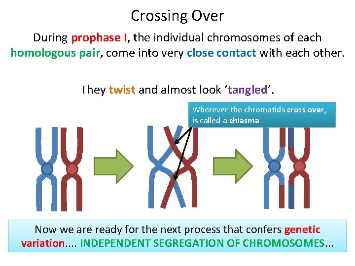 Crossing Over During prophase I, the individual chromosomes of each homologous pair, come into