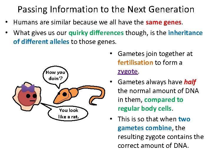 Passing Information to the Next Generation • Humans are similar because we all have