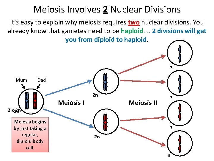 Meiosis Involves 2 Nuclear Divisions It’s easy to explain why meiosis requires two nuclear