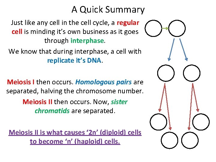 A Quick Summary Just like any cell in the cell cycle, a regular cell