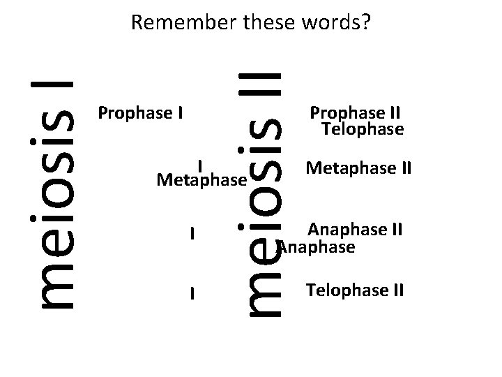 Prophase I meiosis I Remember these words? I Metaphase I I Prophase II Telophase