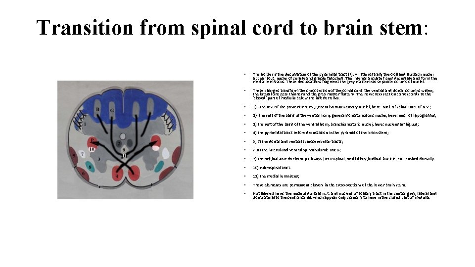 Transition from spinal cord to brain stem: • The border is the decussation of