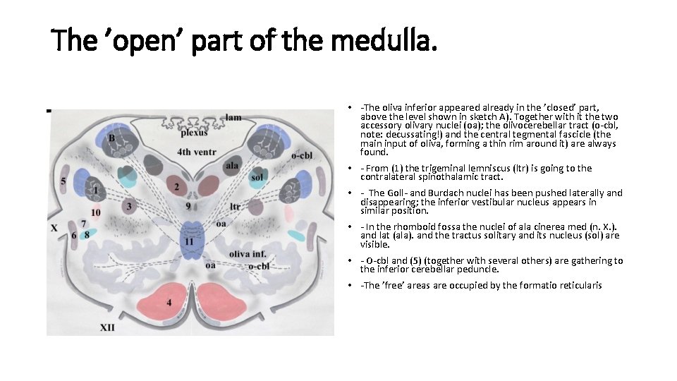 The ’open’ part of the medulla. • -The oliva inferior appeared already in the