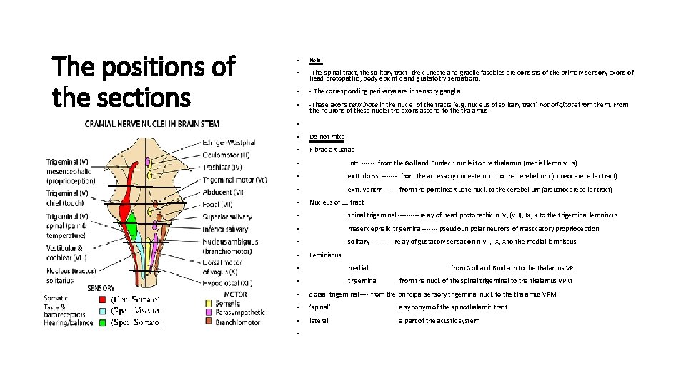 The positions of the sections • Note: • -The spinal tract, the solitary tract,