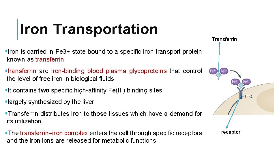 Iron Transportation Transferrin §Iron is carried in Fe 3+ state bound to a specific