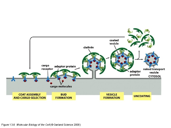 Figure 13 -8 Molecular Biology of the Cell (© Garland Science 2008) 