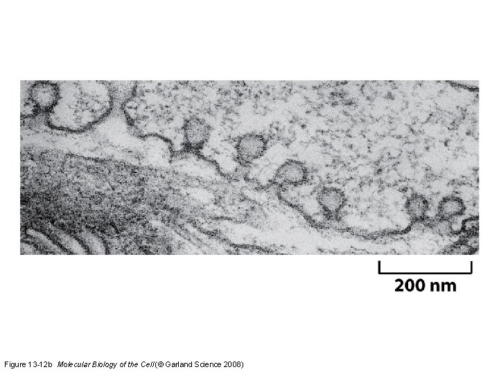 Figure 13 -12 b Molecular Biology of the Cell (© Garland Science 2008) 