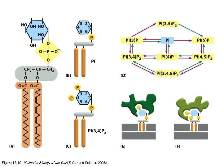 Figure 13 -10 Molecular Biology of the Cell (© Garland Science 2008) 