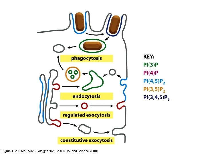 Figure 13 -11 Molecular Biology of the Cell (© Garland Science 2008) 