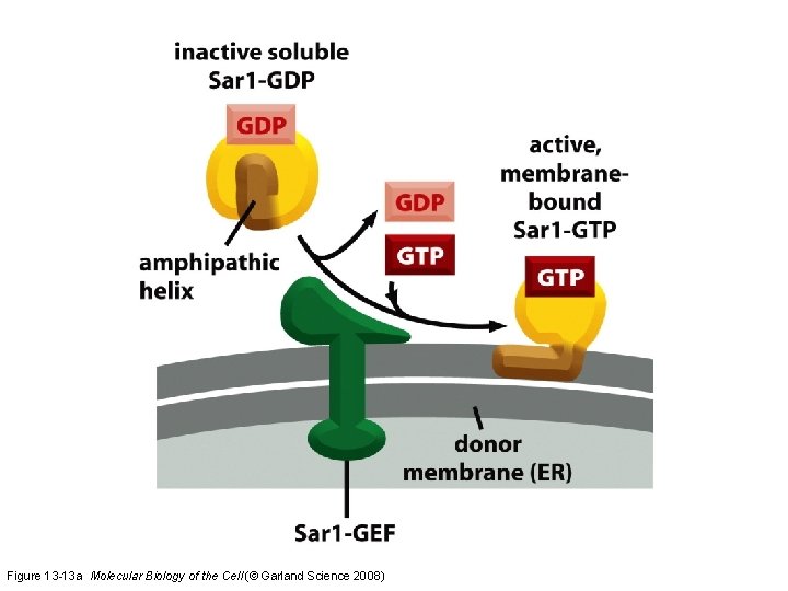 Figure 13 -13 a Molecular Biology of the Cell (© Garland Science 2008) 