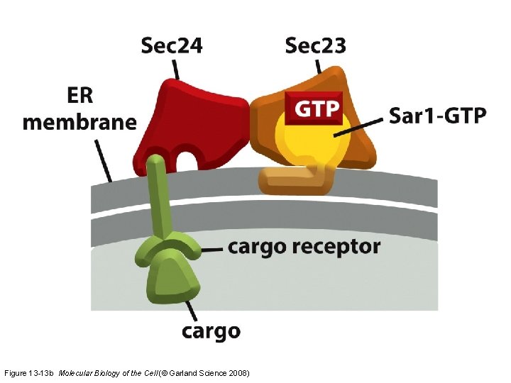 Figure 13 -13 b Molecular Biology of the Cell (© Garland Science 2008) 