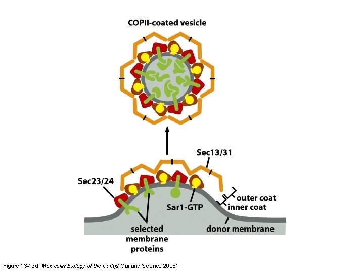 Figure 13 -13 d Molecular Biology of the Cell (© Garland Science 2008) 