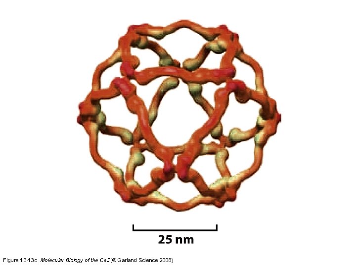 Figure 13 -13 c Molecular Biology of the Cell (© Garland Science 2008) 