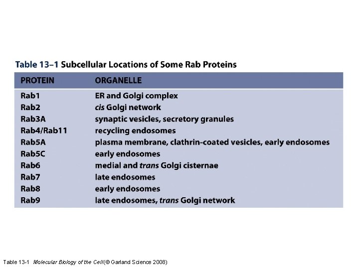 Table 13 -1 Molecular Biology of the Cell (© Garland Science 2008) 