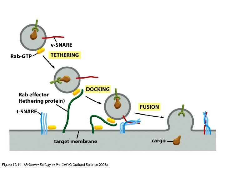 Figure 13 -14 Molecular Biology of the Cell (© Garland Science 2008) 