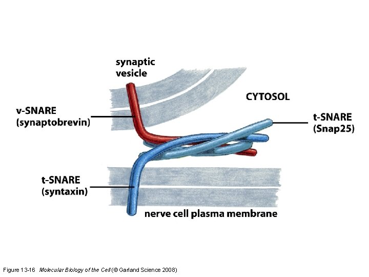 Figure 13 -16 Molecular Biology of the Cell (© Garland Science 2008) 