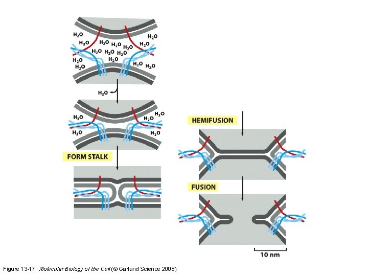 Figure 13 -17 Molecular Biology of the Cell (© Garland Science 2008) 