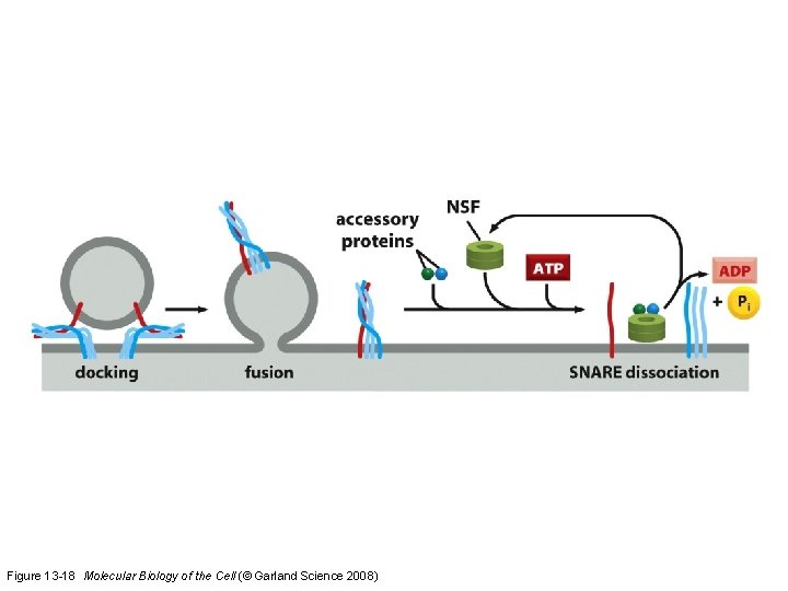 Figure 13 -18 Molecular Biology of the Cell (© Garland Science 2008) 