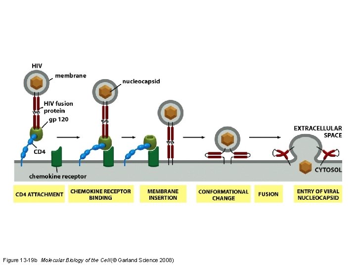 Figure 13 -19 b Molecular Biology of the Cell (© Garland Science 2008) 