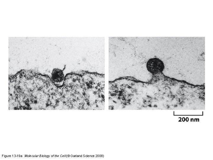 Figure 13 -19 a Molecular Biology of the Cell (© Garland Science 2008) 
