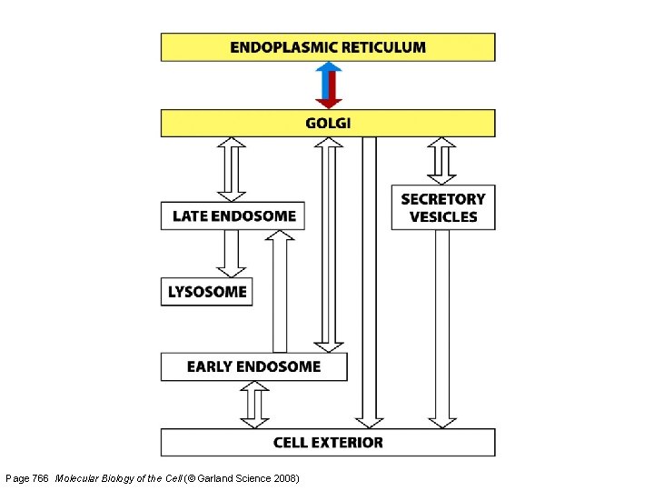 Page 766 Molecular Biology of the Cell (© Garland Science 2008) 