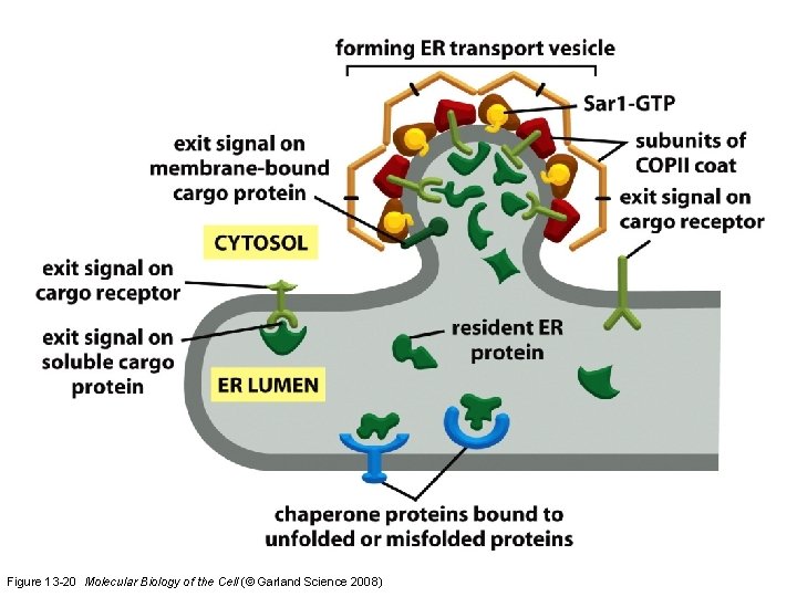 Figure 13 -20 Molecular Biology of the Cell (© Garland Science 2008) 