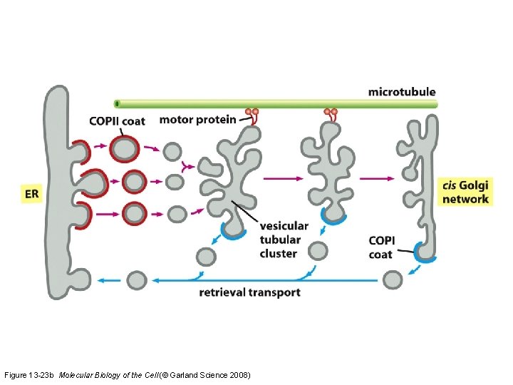 Figure 13 -23 b Molecular Biology of the Cell (© Garland Science 2008) 