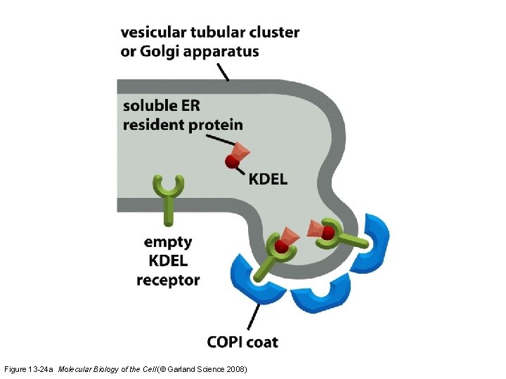 Figure 13 -24 a Molecular Biology of the Cell (© Garland Science 2008) 