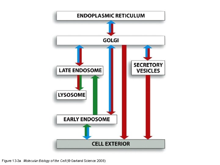 Figure 13 -3 a Molecular Biology of the Cell (© Garland Science 2008) 