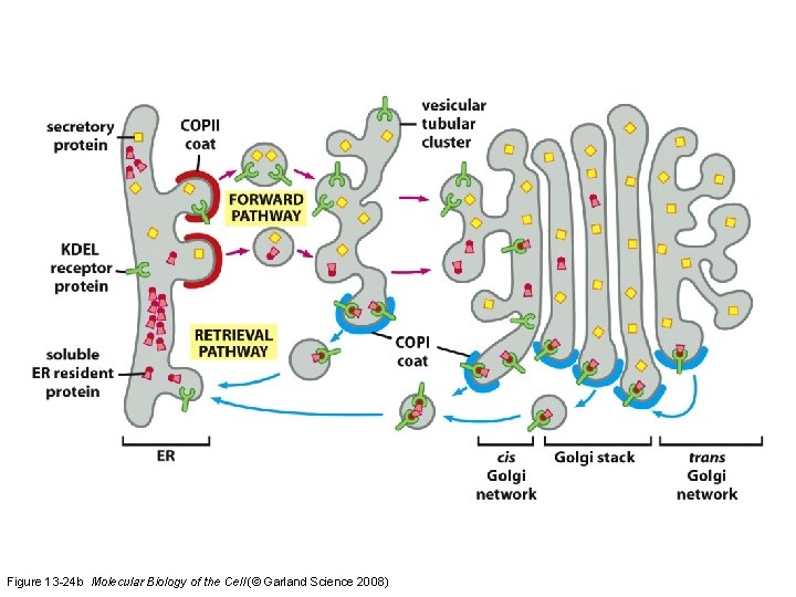 Figure 13 -24 b Molecular Biology of the Cell (© Garland Science 2008) 