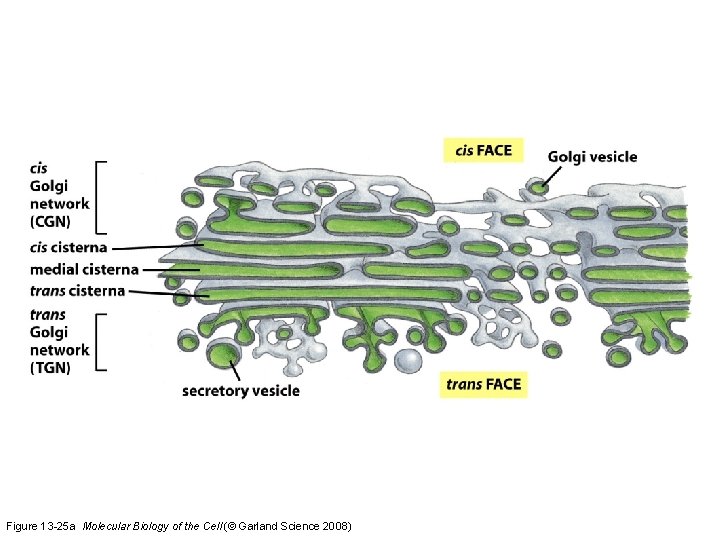 Figure 13 -25 a Molecular Biology of the Cell (© Garland Science 2008) 