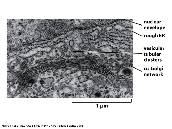Figure 13 -25 b Molecular Biology of the Cell (© Garland Science 2008) 