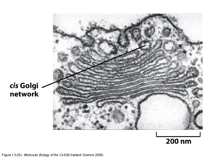 Figure 13 -25 c Molecular Biology of the Cell (© Garland Science 2008) 