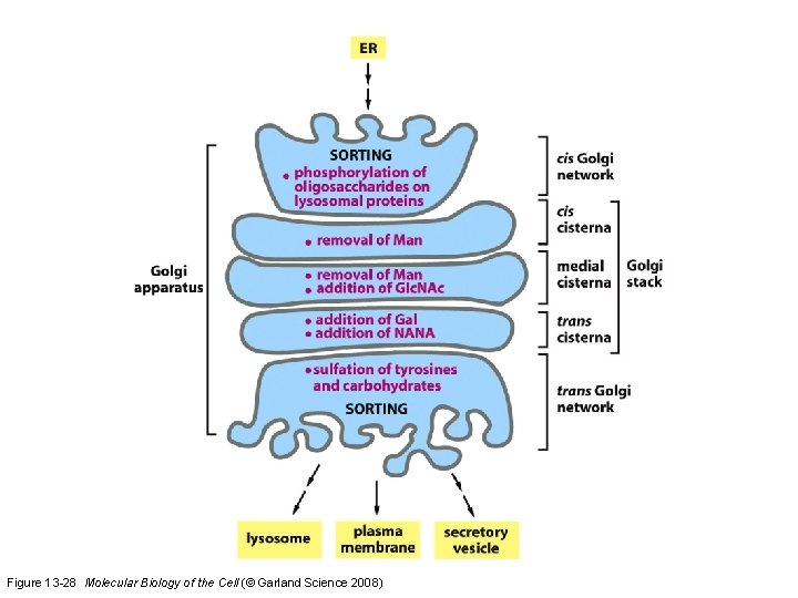 Figure 13 -28 Molecular Biology of the Cell (© Garland Science 2008) 