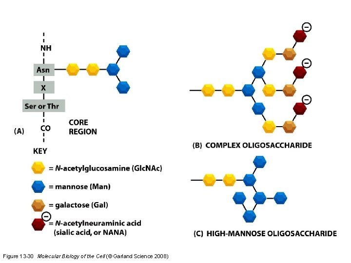 Figure 13 -30 Molecular Biology of the Cell (© Garland Science 2008) 
