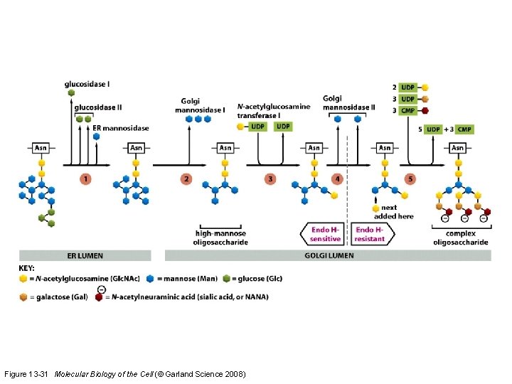 Figure 13 -31 Molecular Biology of the Cell (© Garland Science 2008) 