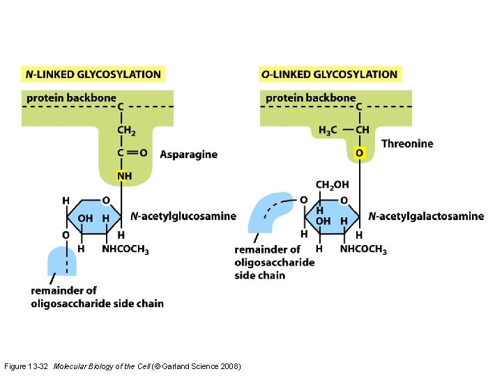 Figure 13 -32 Molecular Biology of the Cell (© Garland Science 2008) 