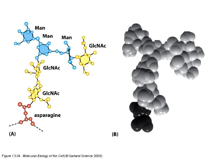 Figure 13 -34 Molecular Biology of the Cell (© Garland Science 2008) 