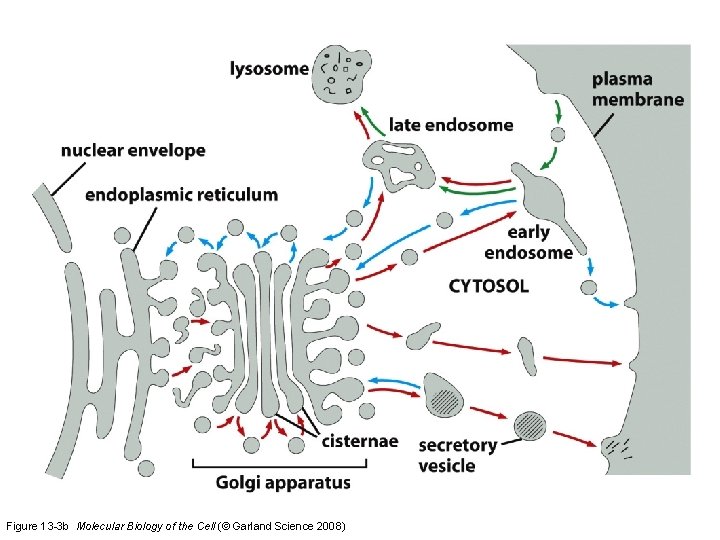 Figure 13 -3 b Molecular Biology of the Cell (© Garland Science 2008) 