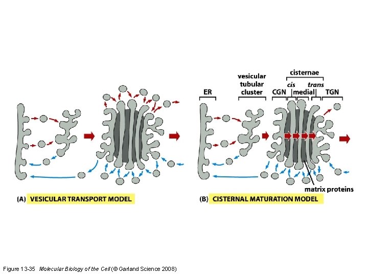 Figure 13 -35 Molecular Biology of the Cell (© Garland Science 2008) 