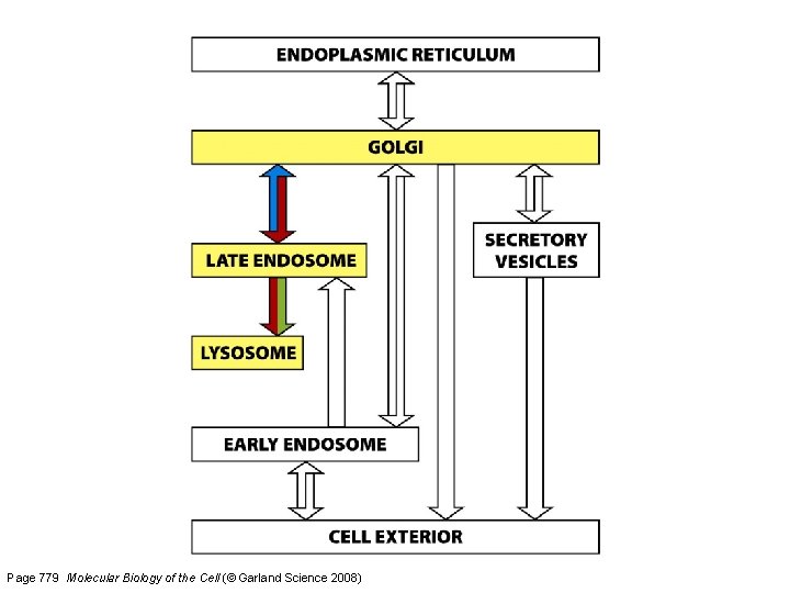 Page 779 Molecular Biology of the Cell (© Garland Science 2008) 