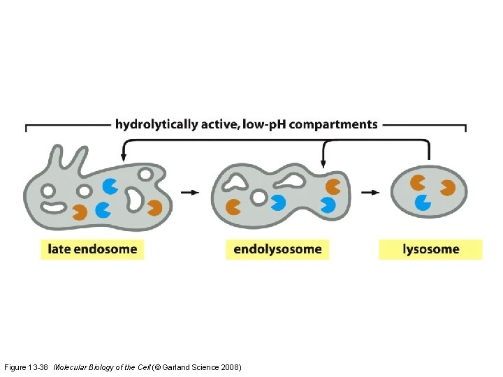 Figure 13 -38 Molecular Biology of the Cell (© Garland Science 2008) 