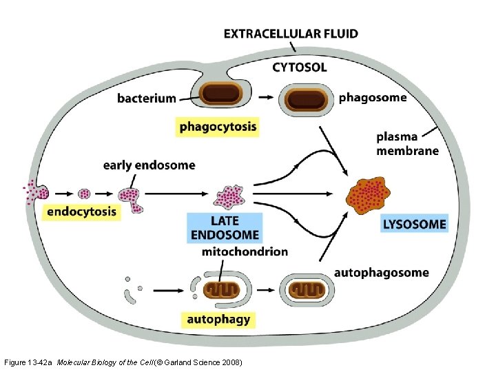 Figure 13 -42 a Molecular Biology of the Cell (© Garland Science 2008) 