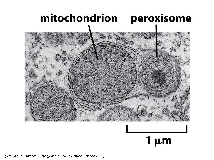Figure 13 -42 b Molecular Biology of the Cell (© Garland Science 2008) 