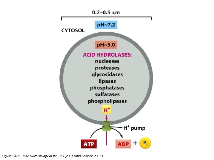 Figure 13 -36 Molecular Biology of the Cell (© Garland Science 2008) 
