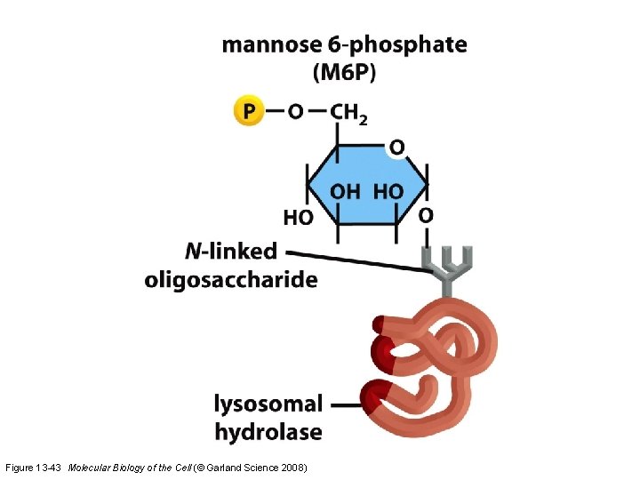 Figure 13 -43 Molecular Biology of the Cell (© Garland Science 2008) 