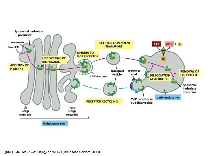Figure 13 -44 Molecular Biology of the Cell (© Garland Science 2008) 