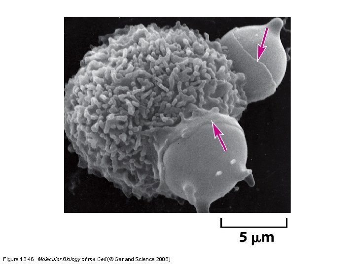 Figure 13 -46 Molecular Biology of the Cell (© Garland Science 2008) 