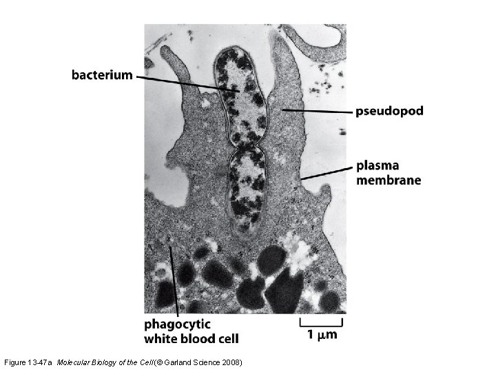 Figure 13 -47 a Molecular Biology of the Cell (© Garland Science 2008) 