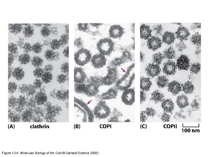 Figure 13 -4 Molecular Biology of the Cell (© Garland Science 2008) 